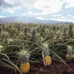 Maui Pineapple Tour