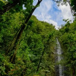 Manoa Falls