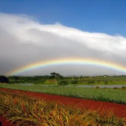 Dole Plantation