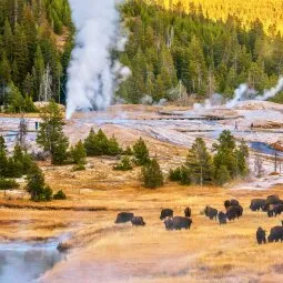 Upper Geyser Basin