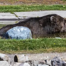 Grizzly & Wolf Discovery Center