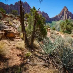 Watchman Trail