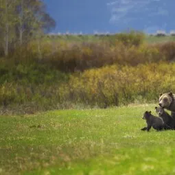 Grand Teton National Park Wildlife Tours