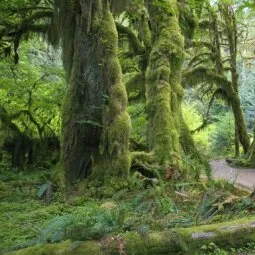 Hoh Rain Forest