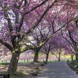 Brooklyn Botanic Garden