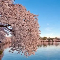 The Tidal Basin