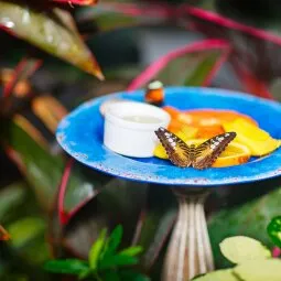 Key West Butterfly & Nature Conservatory