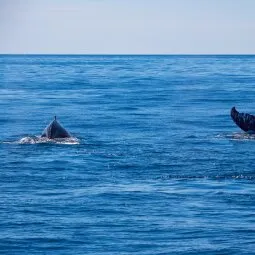 Bar Harbor Whale Watch Co.