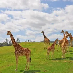 San Diego Zoo Safari Park