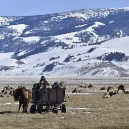 National Elk Refuge