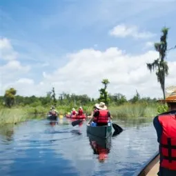 New Orleans Swamp Tours