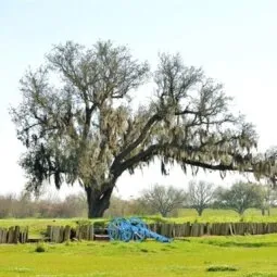 Chalmette Battlefield & Jean Lafitte National Park