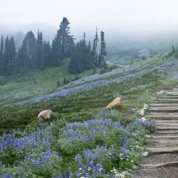 Mount Rainier