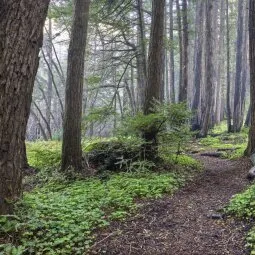 Limekiln State Park