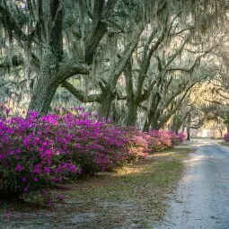 Bonaventure Cemetery