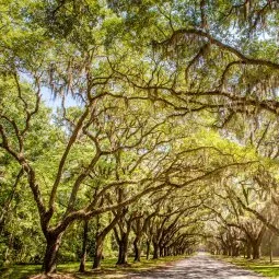 Wormsloe State Historic Site