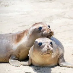 Pacific Marine Mammal Center