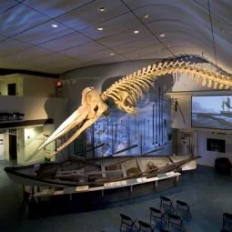 Whaling Museum