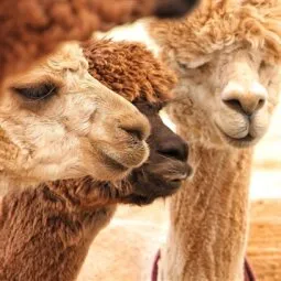 Island Alpaca Company of Martha's Vineyard