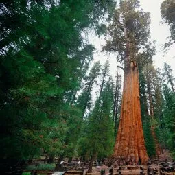 General Sherman Tree