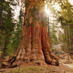 Grant Grove Village