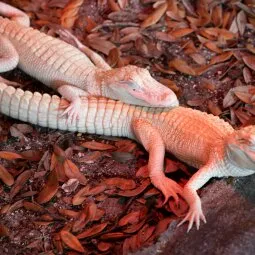 St. Augustine Alligator Farm Zoological Park