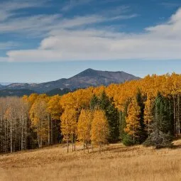 Coconino National Forest