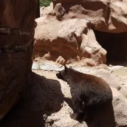 Bearizona Wildlife Park