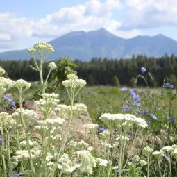 The Arboretum at Flagstaff