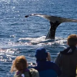 Juneau Whale Watching Tours