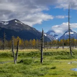 Alaska Wildlife Conservation Center