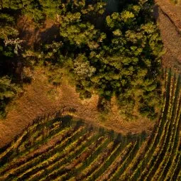 Napa Valley Hot Air Balloon Ride