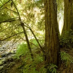 Bothe-Napa Valley State Park