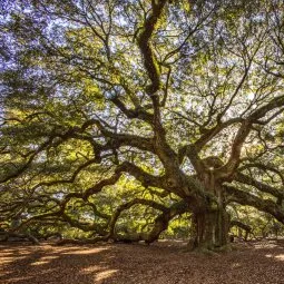 Angel Oak