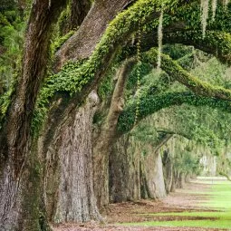 Boone Hall Plantation & Gardens