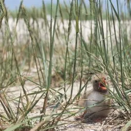 Monomoy National Wildlife Refuge