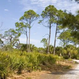 Caladesi Island State Park