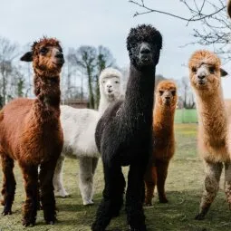 Jersey Shore Alpacas