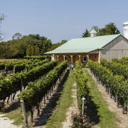 Cape May Wineries and Vineyards