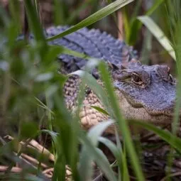 Pinckney Island National Wildlife Refuge