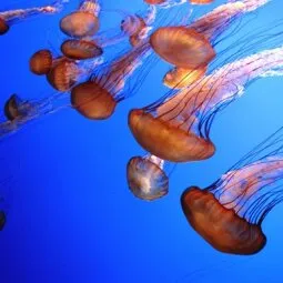 Aquarium of the Pacific