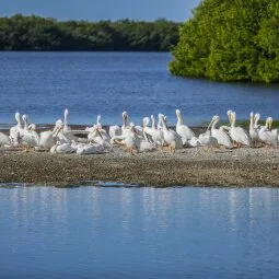 J.N. "Ding" Darling National Wildlife Refuge