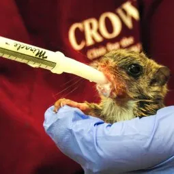 Clinic for the Rehabilitation of Wildlife