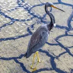 Florida Keys Wild Bird Rehabilitation Center