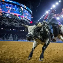 Attend the Houston Livestock Show and Rodeo