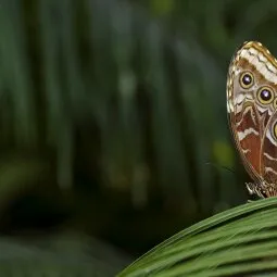 Cockrell Butterfly Center