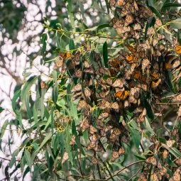 Pismo State Beach Monarch Butterfly Grove