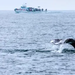 Whale Watching Tours