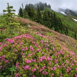 Skyline Trail