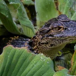 Audubon Corkscrew Swamp Sanctuary